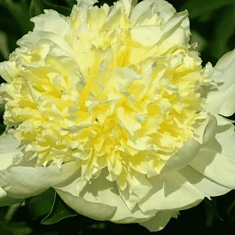 Пион Молочноцветковый Goldilocks