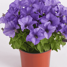 Петуния (сурфиния) Heavenly Blue