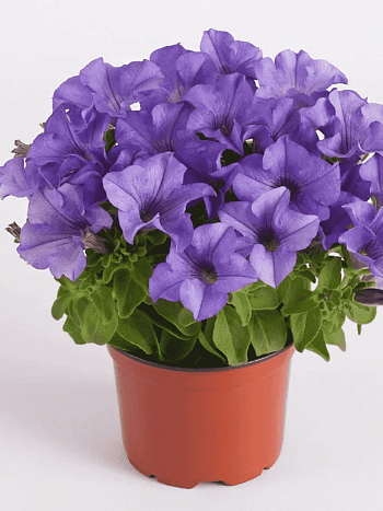 Петуния (сурфиния) Heavenly Blue