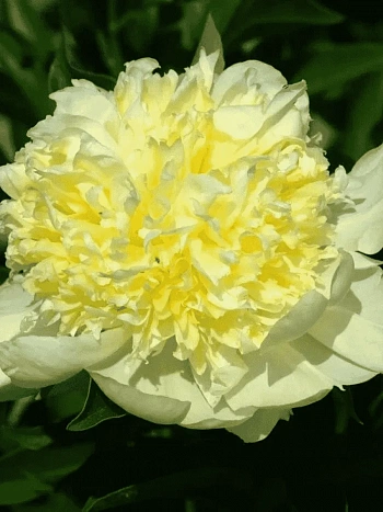 Пион Молочноцветковый Goldilocks