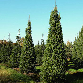 Ель обыкновенная Columnaris