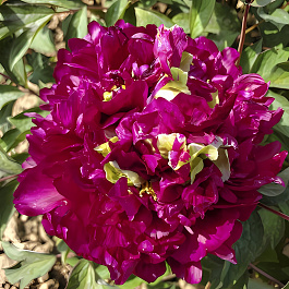 Пион древовидный Fragrant Champion Пион древовидный Fragrant Champion