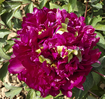 Пион древовидный Fragrant Champion