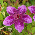 Герань гибридная Стармэн
