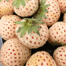 Земляника садовая Ананасная