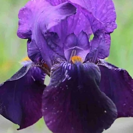 Ирис Bishop's Robe 