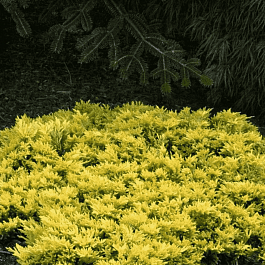 Можжевельник горизонтальный Golden Carpet