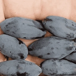 Жимолость плодовая Boreal Blizzard