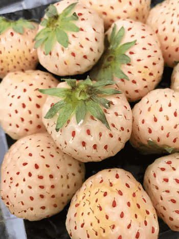 Земляника садовая Ананасная