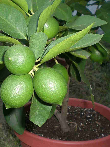 Лайм Мексиканский