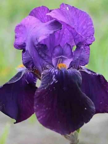 Ирис Bishop's Robe 