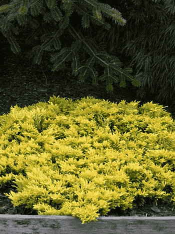 Можжевельник горизонтальный Golden Carpet