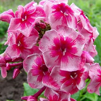 Флокс метельчатый Старс энд Страйпс НАБОР 2ШТ (1+1) Флокс метельчатый Старс энд Страйпс НАБОР 2ШТ (1+1)