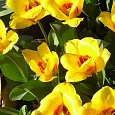 Тюльпан ботанический Stresa