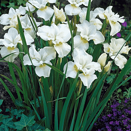 Ирис сибирский Gull's Wing