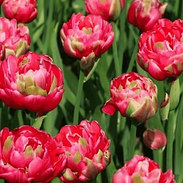 Тюльпан Renown