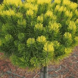 Сосна горная Ophir штамб