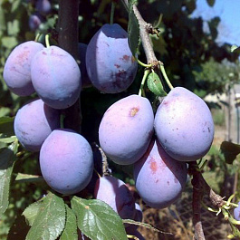 Слива Смолинка