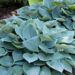 Хоста Canadian Blue