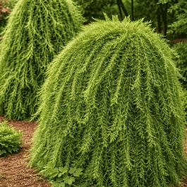 Лиственница японская Stiff Weaper на штамбе