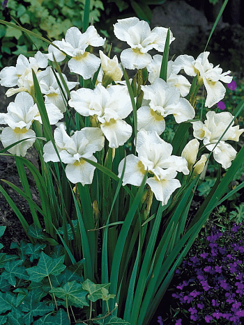 Ирис сибирский Gull's Wing