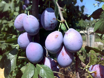 Слива Смолинка