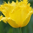Тюльпан Maja