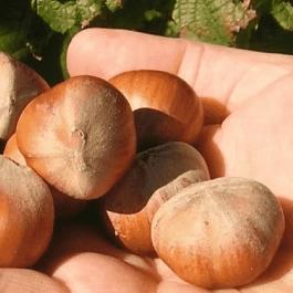 Фундук Barcelona