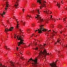 Хризантема  Sunbeam Red