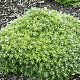 Пихта корейская Silberkugel