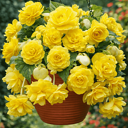 Бегония Illumination Lemon