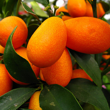 Цитрус Кумкват Хинси