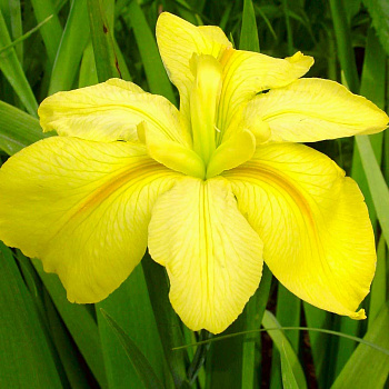 Ирис луизианский Лаура Луис Ирис луизианский Лаура Луис