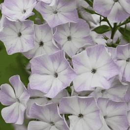 Флокс метельчатый Герман