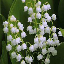 Ландыш майский Hofheim