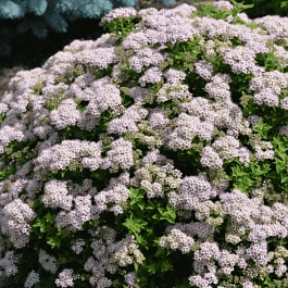 Спирея японская Japanese Dwarf