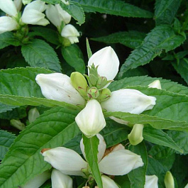 Хелоне косая Альба Хелоне косая Альба