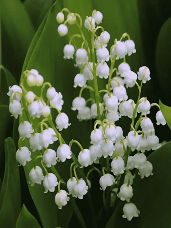 Ландыш майский Hofheim