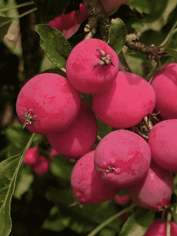 Яблоня Китайка Долго