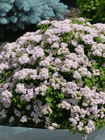 Спирея японская Japanese Dwarf