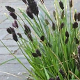Сеслерия черноцветковая