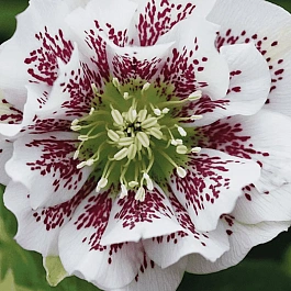 Морозник восточный White Spotted Double