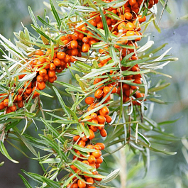 Облепиха Ароматная