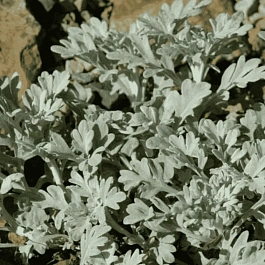 Полынь Стеллера Mori's Strain