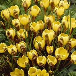 Крокус Gipsy girl