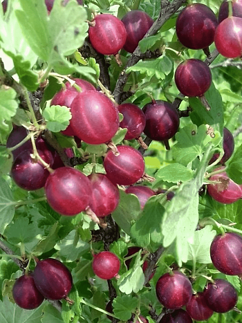 Крыжовник обыкновенный Арлекин