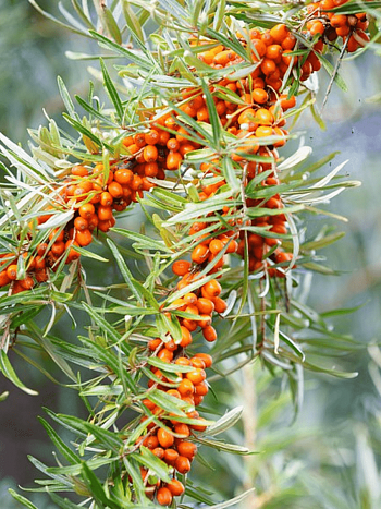 Облепиха Ароматная