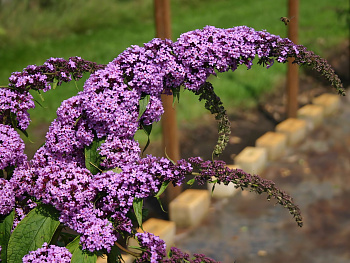 Буддлея (Осенняя сирень) Давида Purple Prince