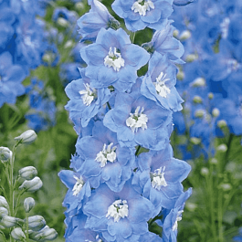 Дельфиниум  культурный M.F. Mid Blue with White Bee