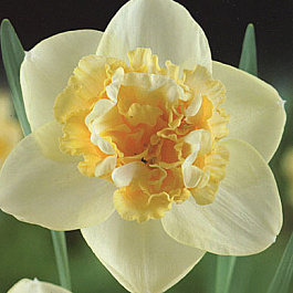Нарцисс махровый Арт Нуво